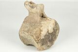 Fossil Dinosaur (Triceratops) Caudal Vertebra - Montana #202216-2